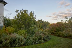 The Figure Ground Studio Architecture Landscape Sustainability Garrison Pollinator Garden 11 1 300x200 