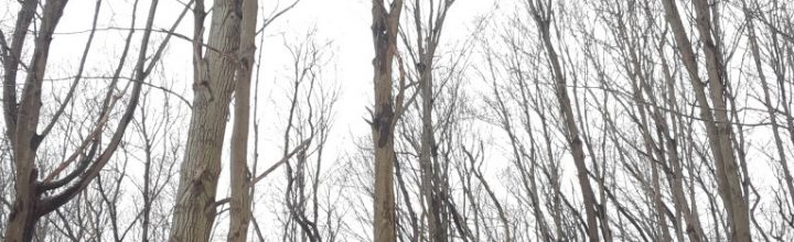 Mullet Hall – Trees Cleared for Milling