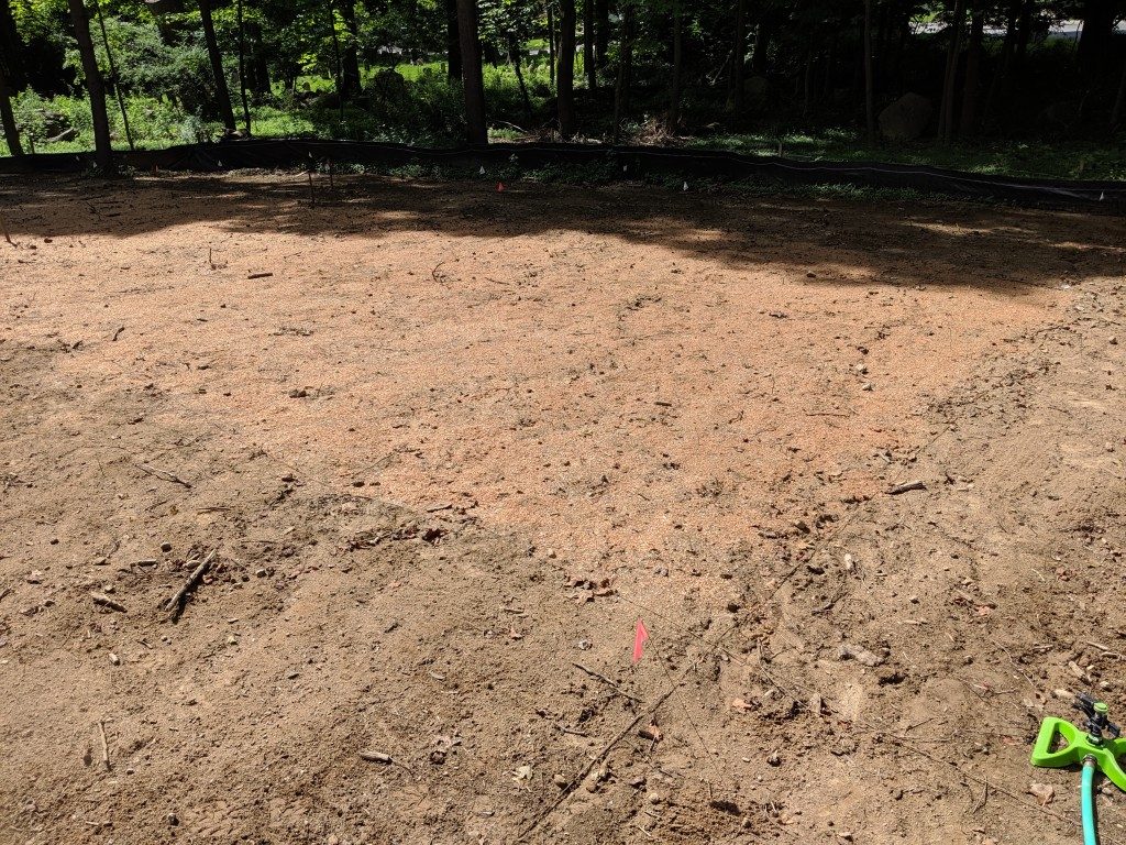 The Figure Ground Studio Architecture Landscape Sustainability Mullet Hall   We Seeded A Native Meadow! IMG 20190628 102433 1024x768 