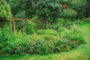 The Figure Ground Studio Architecture Landscape Sustainability backyard habitat (7) backyard habitat 7 300x200 
