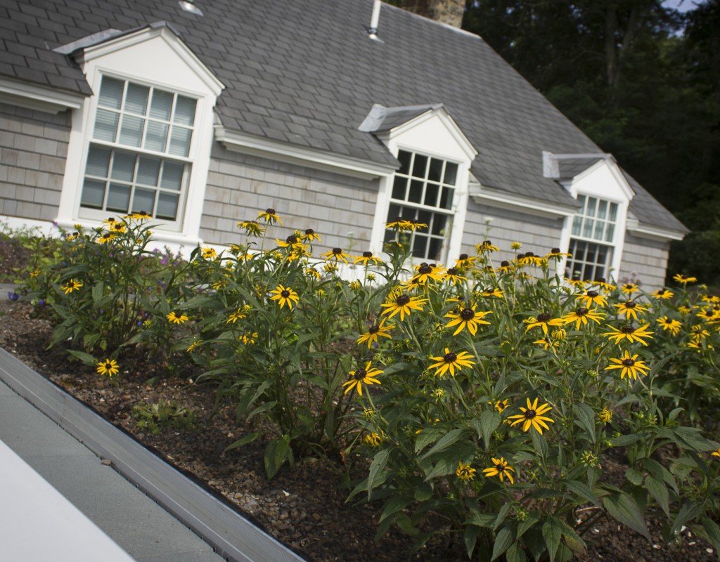 The Figure Ground Studio Architecture Landscape Sustainability Rhode Island Residential Green Roof ministerial green roof after 