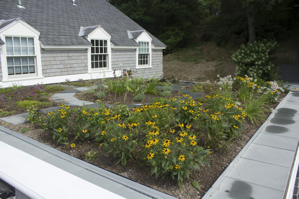 The Figure Ground Studio Architecture Landscape Sustainability Rhode Island Residential Green Roof ministerial green roof06 