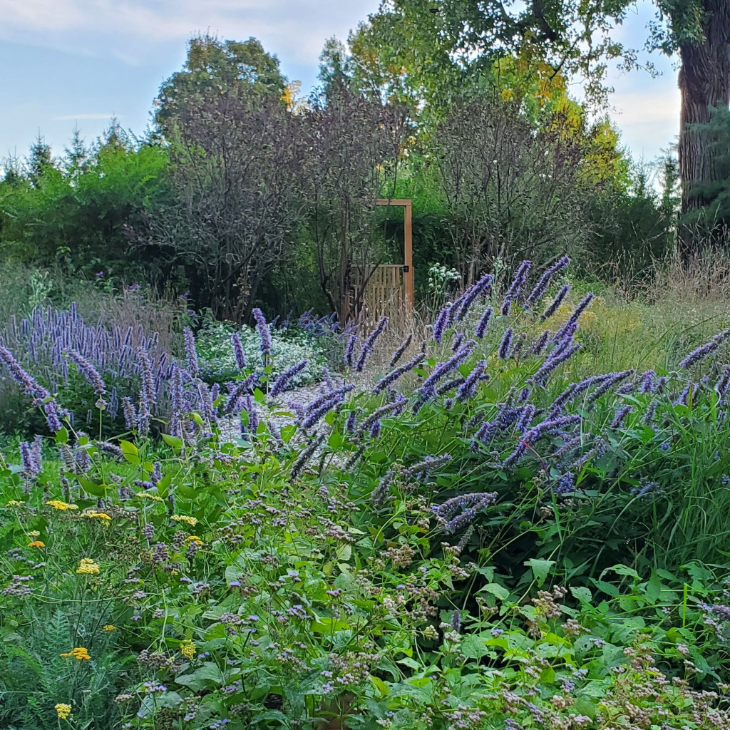 The Figure Ground Studio Architecture Landscape Sustainability Climate goals set (and met) pollinator garden 