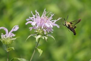 Sphinx moth visiting Monarda fisulosa